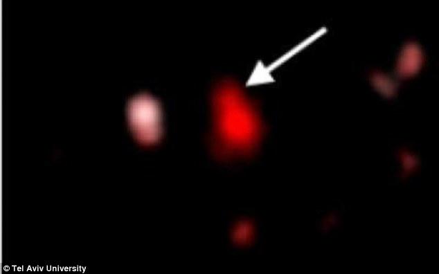 Cele mai vechi supernove au fost descoperite in domeniul Subaru Deep 1 Cele mai vechi supernove Subaru Deep telescop Hawaii