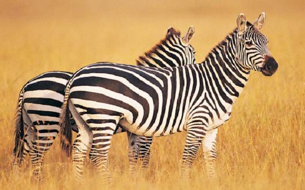 Zebra Zebra