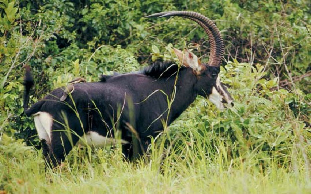 Antilopa-cal Antilopa-cal