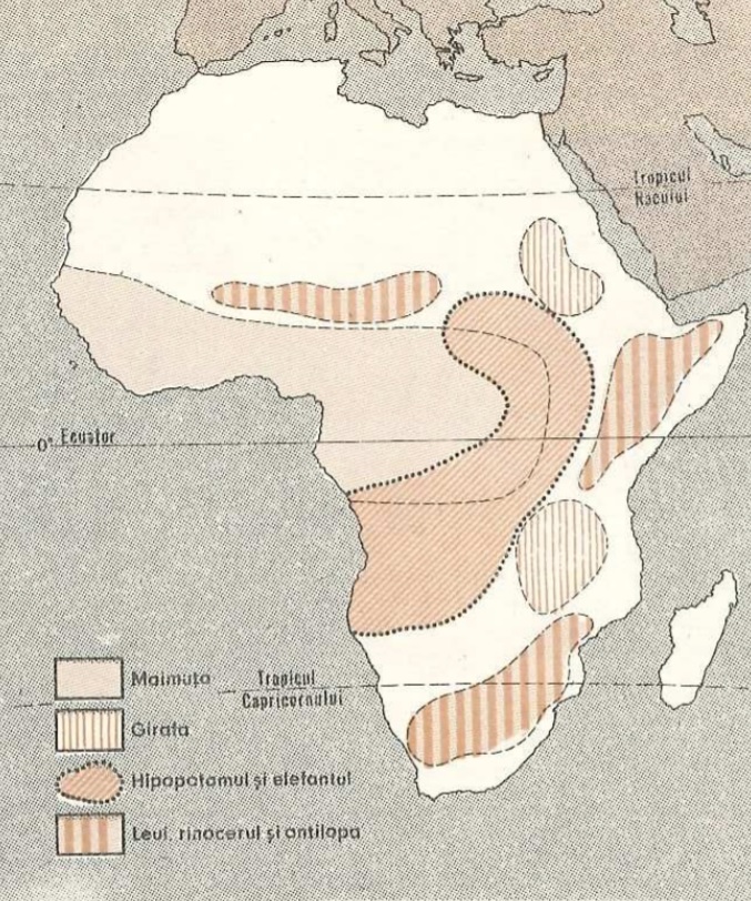 Vegetația din Africa. Animalele din Africa Animalele din Africa