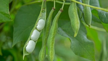 Fasolea fasolea