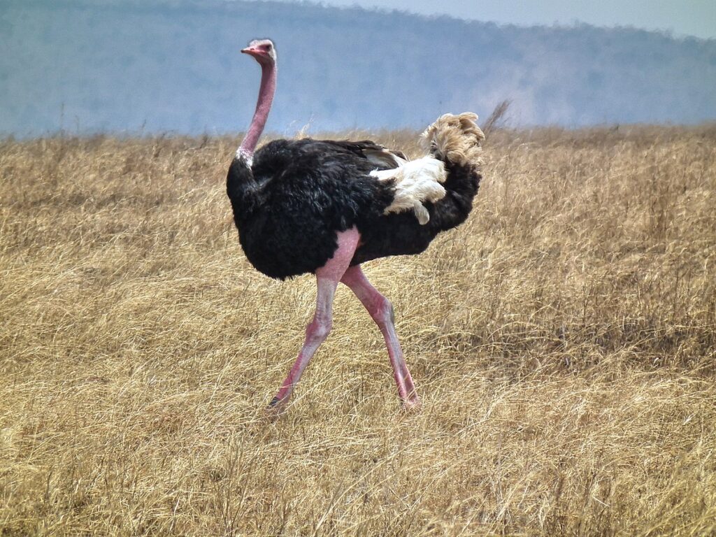 cea mai mare pasăre