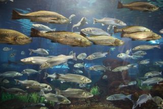 Pestisorul cu patru inimi